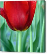 Tulip Canvas Print