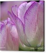 Tulips - Www.rothgalleries.com Canvas Print