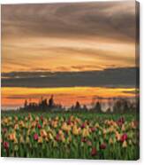 Tulips At Sunset Canvas Print