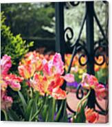 Tulips At The Garden Gate Canvas Print