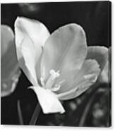 Tulips - Beauty In Bloom - Bw Infrared Sfx 09 Canvas Print