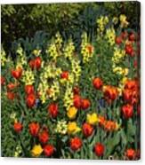 Tulips Grown In The Wild Canvas Print