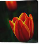 Tulips In Contrast Canvas Print