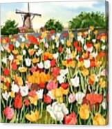 Tulips In Holland Canvas Print