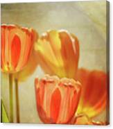 Tulips In Window Light 2 Canvas Print