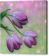 Tulips Canvas Print