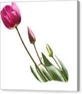 Tulips On Transparent Background Canvas Print