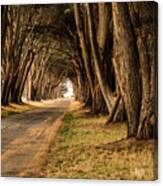 Tunnel Of Trees Canvas Print