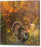 Turkey In The Woods Canvas Print