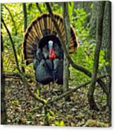 Turkey In Woods With Rim Lighting From Sunset Canvas Print