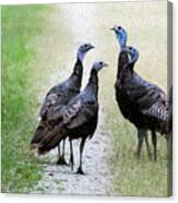 Turkey Quorum Canvas Print