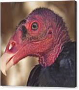 Turkey Vulture Canvas Print