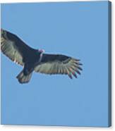 Turkey Vulture Flyover Canvas Print