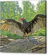 Turkey Vulture Canvas Print