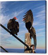 Turkey Vulture Peek A Boo Canvas Print