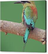 Turquoise-browed Motmot Canvas Print