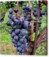Tuscan Grapes Canvas Print