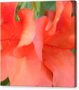 Twin Azaleas Canvas Print