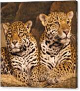 Twin Cheetahs Canvas Print
