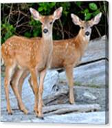 Twin Fawns Canvas Print