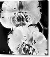 Twin Orchids Black And White Canvas Print