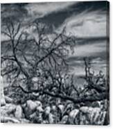 Twisted Branches Canvas Print