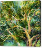 Twisted Oak Canvas Print