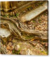 Twisted Root Canvas Print
