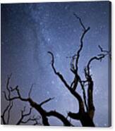 Twisted Spooky Trees And The Milky Way Stars Canvas Print