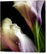 Twisting Cala Lily Two Canvas Print