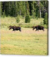 Two Bull Moose Canvas Print