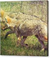 Two Coyotes Canvas Print