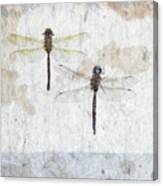 Two Dragonflies Canvas Print