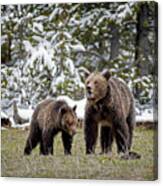 Two Grizzly Bears Canvas Print
