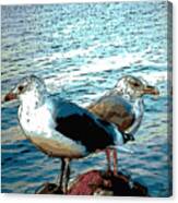 Two Gulls Canvas Print