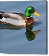Two Headed Duck Canvas Print