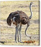Two-headed Ostrich Canvas Print