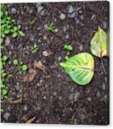 Two Leaves And Seedlings Canvas Print