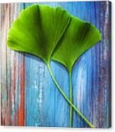 Two Leaves Of Ginkgo Biloba Canvas Print