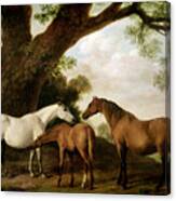 Two Mares And A Foal Canvas Print