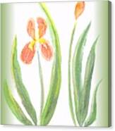 Two Orange Iris Green Frame Canvas Print