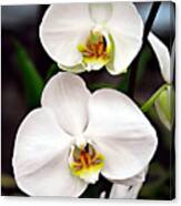 Two Orchids Canvas Print