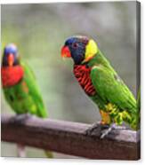 Two Parrots Canvas Print