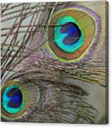 Two Peacock Feathers Canvas Print