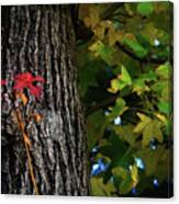 Two Red Leaves Canvas Print