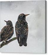 Two Starlings Canvas Print