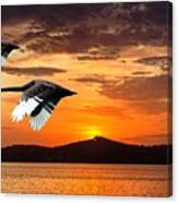 Two Swans In Full Flight At Dawn. Canvas Print