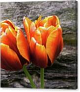 Two Tulips And Stone Canvas Print