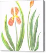 Two Iris Ii Watercolor Canvas Print
