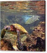 Two Turtles Canvas Print